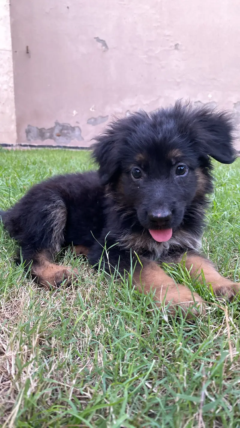 Selling my dog — photo 7