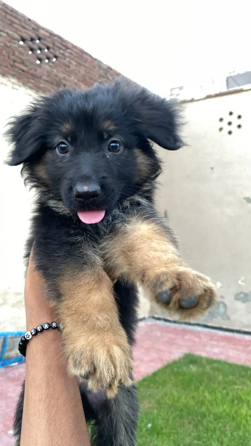 Selling my dog — photo 8