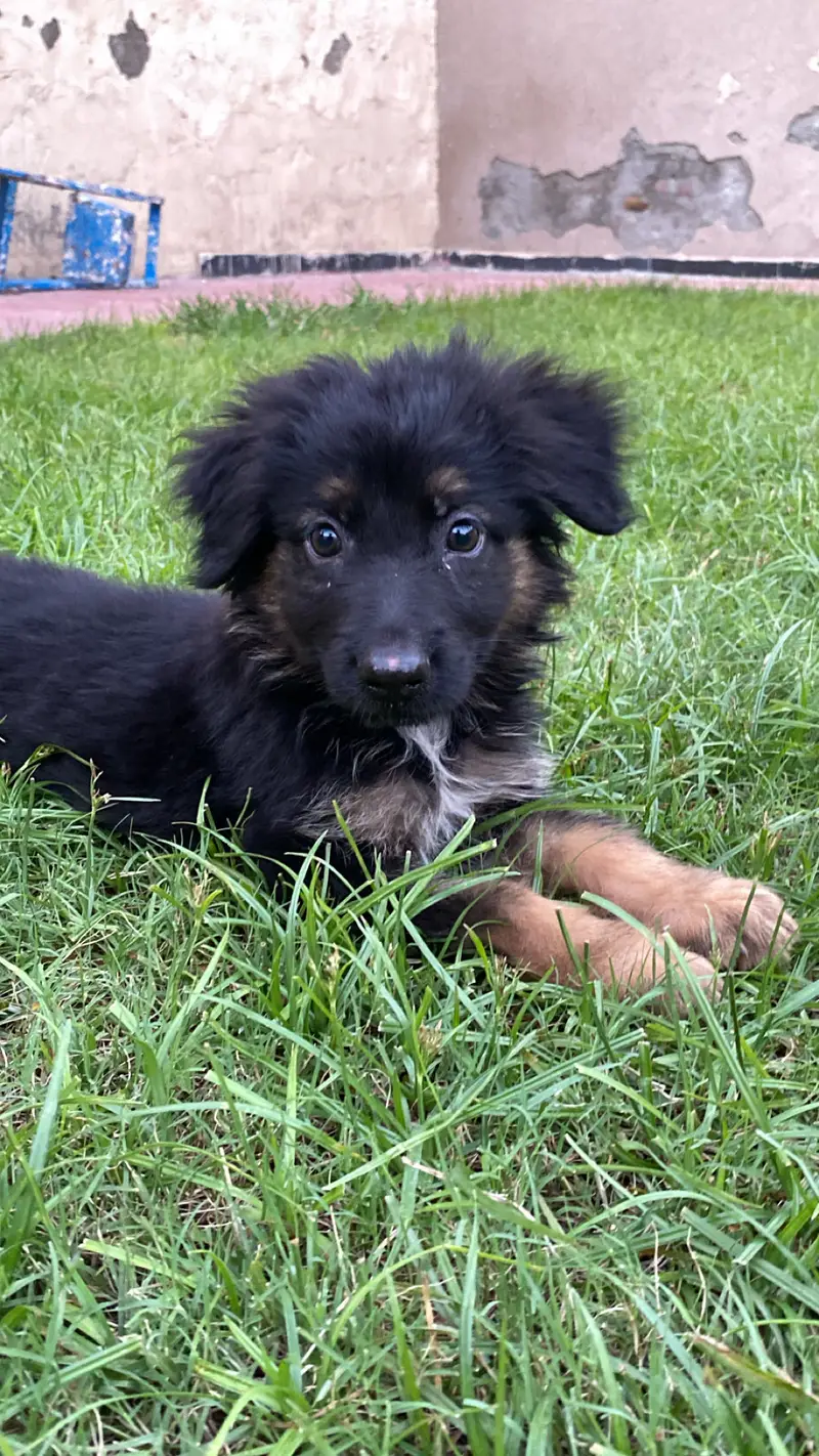 Selling my dog — photo 9