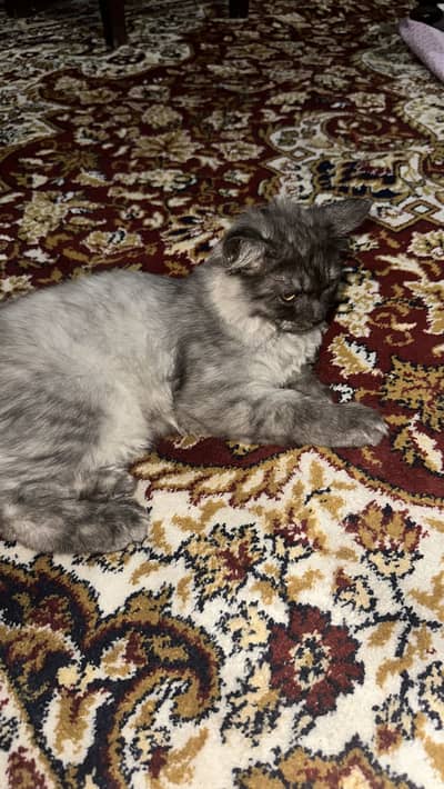 Smoky Colored Persian cat