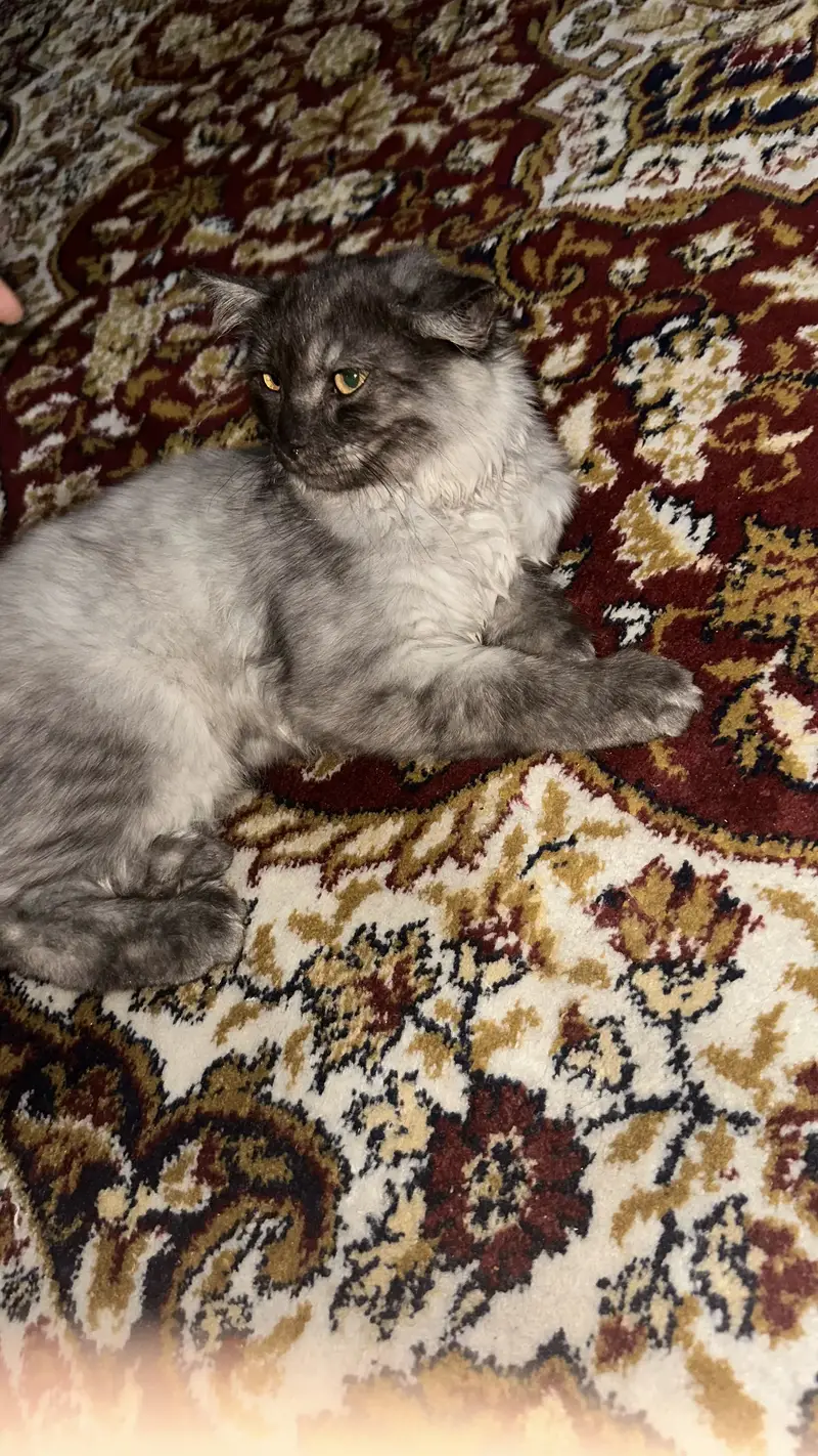 Smoky Colored Persian cat — photo 2