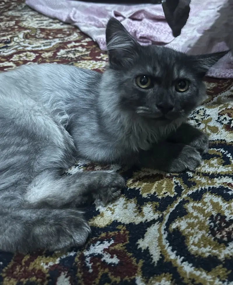 Smoky Colored Persian cat — photo 3