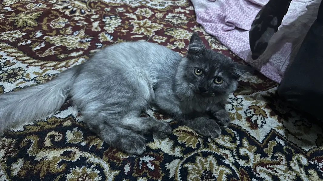 Smoky Colored Persian cat — photo 4