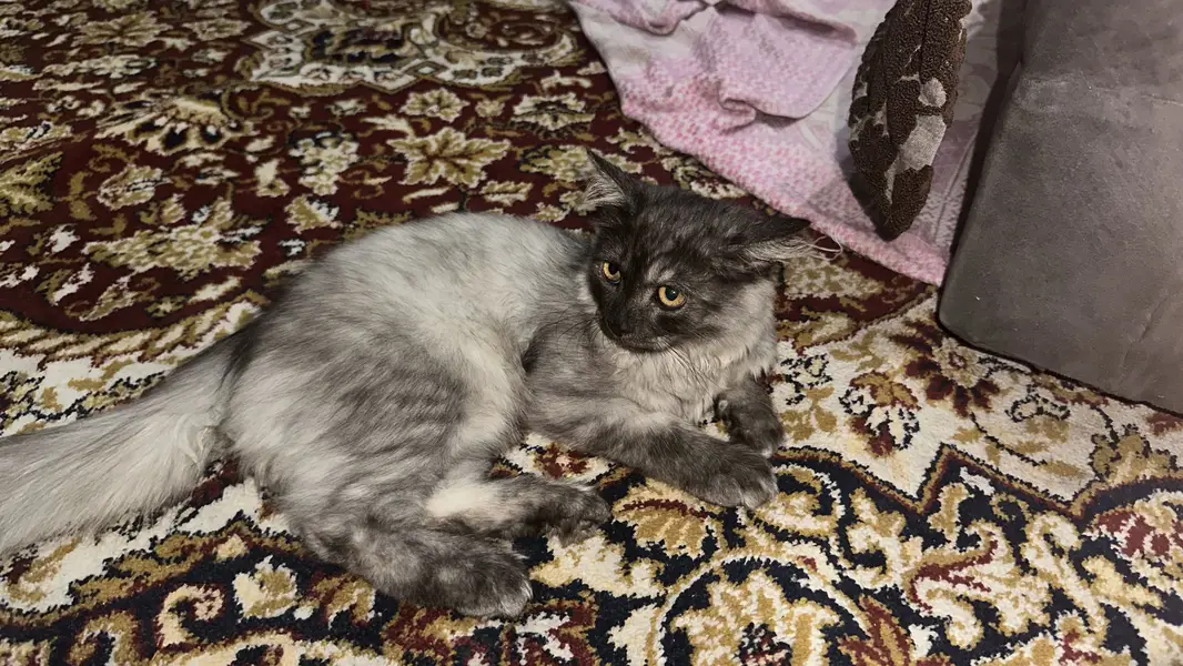 Smoky Colored Persian cat — photo 5