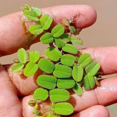 aquatic plants are available in less rate