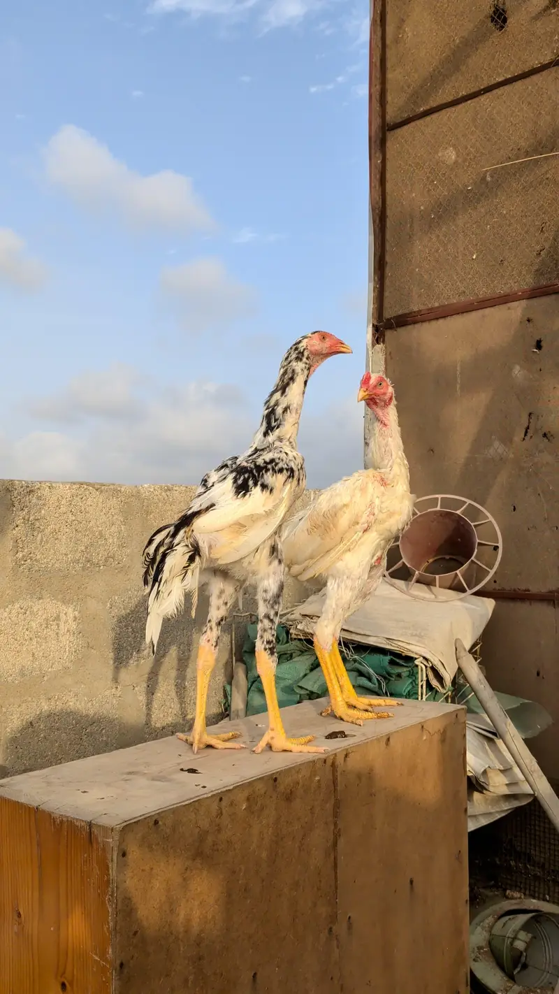 O Shamo Males — photo 2