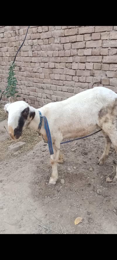 mondri dumbi femle for sale