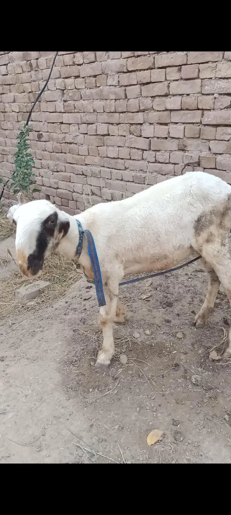 mondri dumbi femle for sale