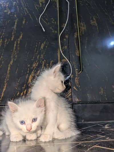 PERSIAN CAT PAIRS