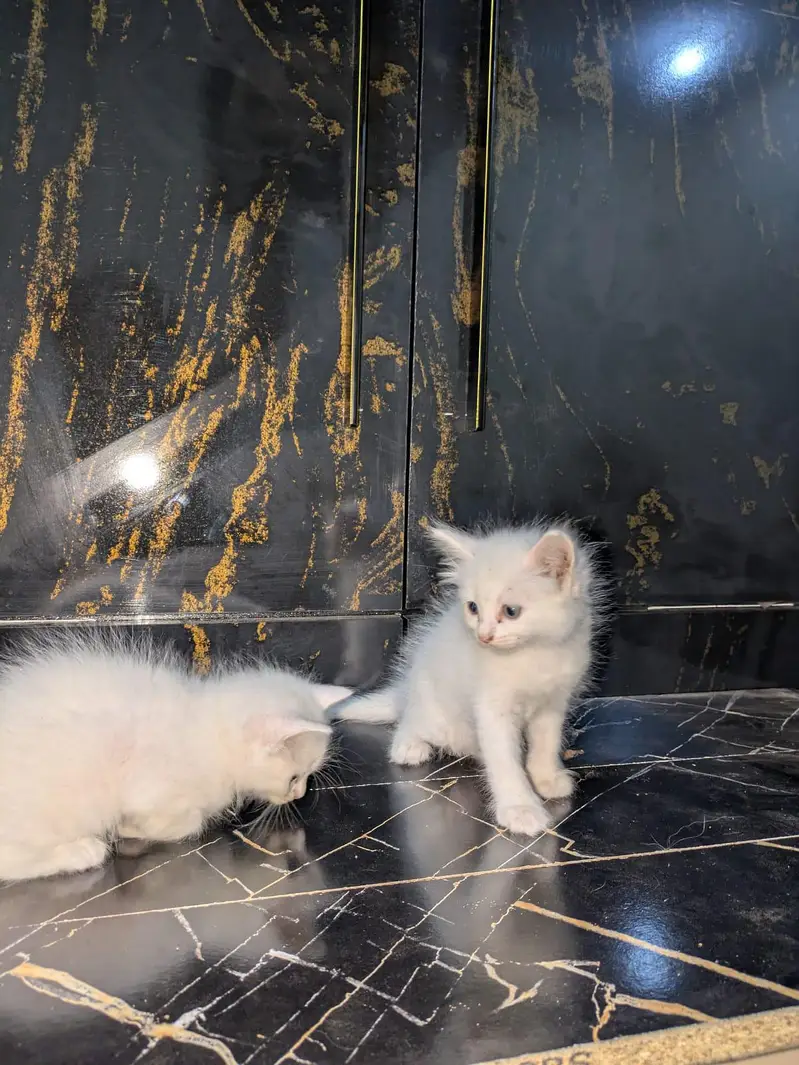 PERSIAN CAT PAIRS — photo 2