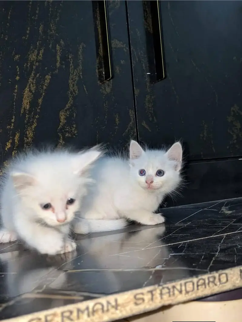 PERSIAN CAT PAIRS — photo 3