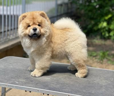 Chow Chow Puppy | Dog puppies for sale