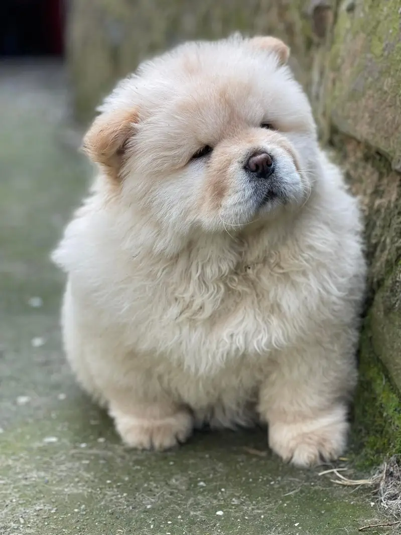 Chow Chow Puppy | Dog puppies for sale — photo 2
