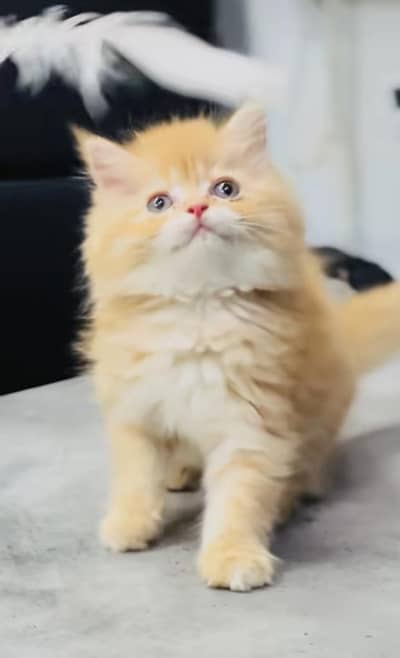 pure Persian cats vaccinated and healthy active