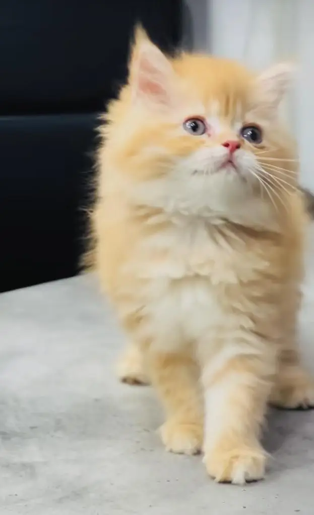 pure Persian cats vaccinated and healthy active — photo 2