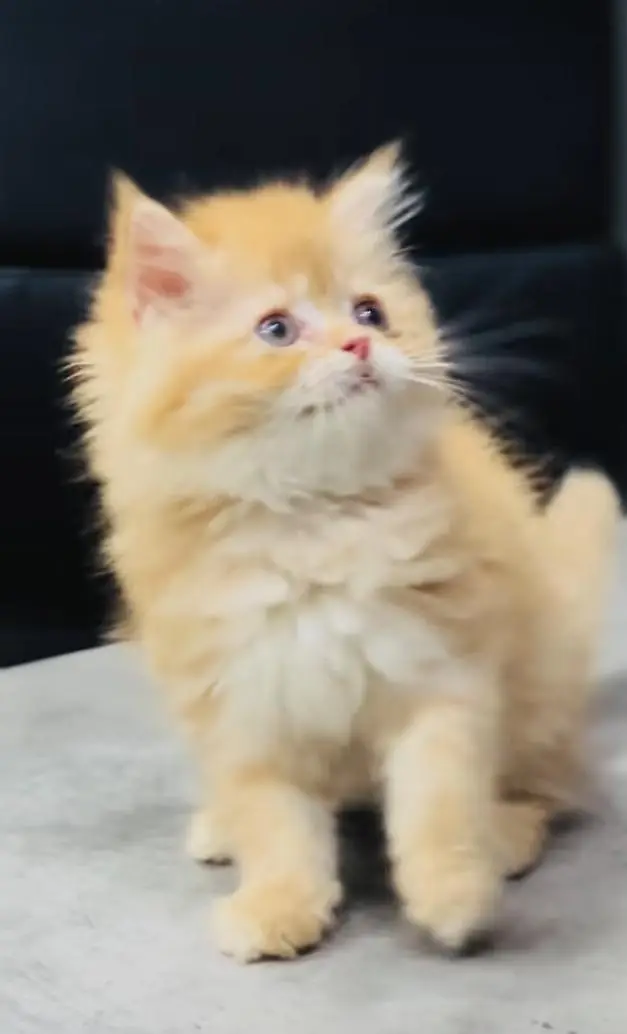 pure Persian cats vaccinated and healthy active — photo 3