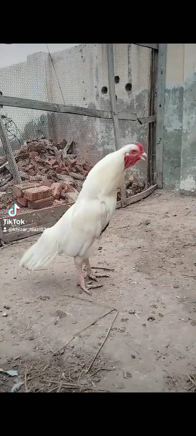 mianwali aseel