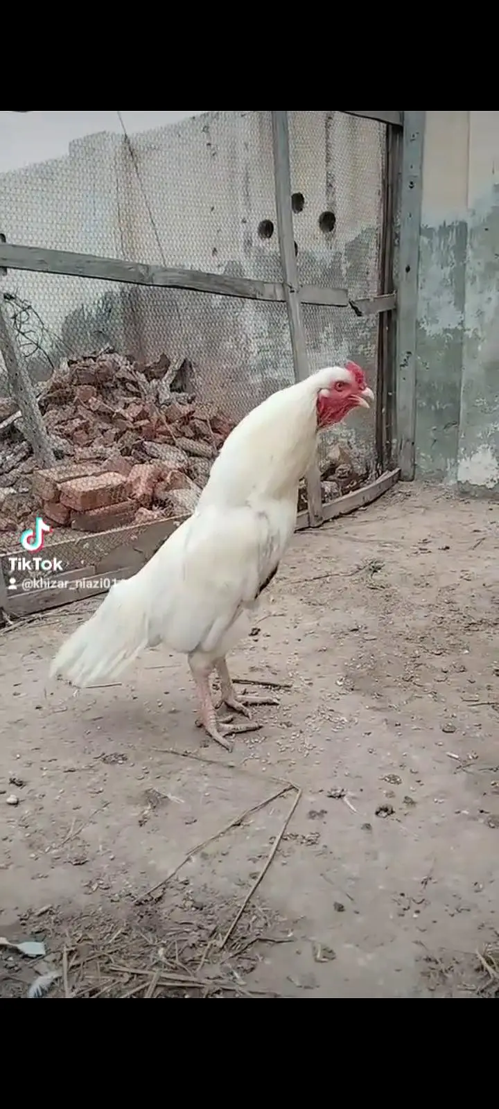 mianwali aseel
