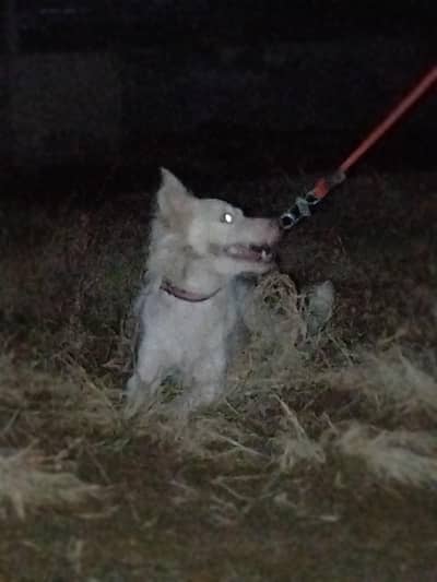 very nice dog