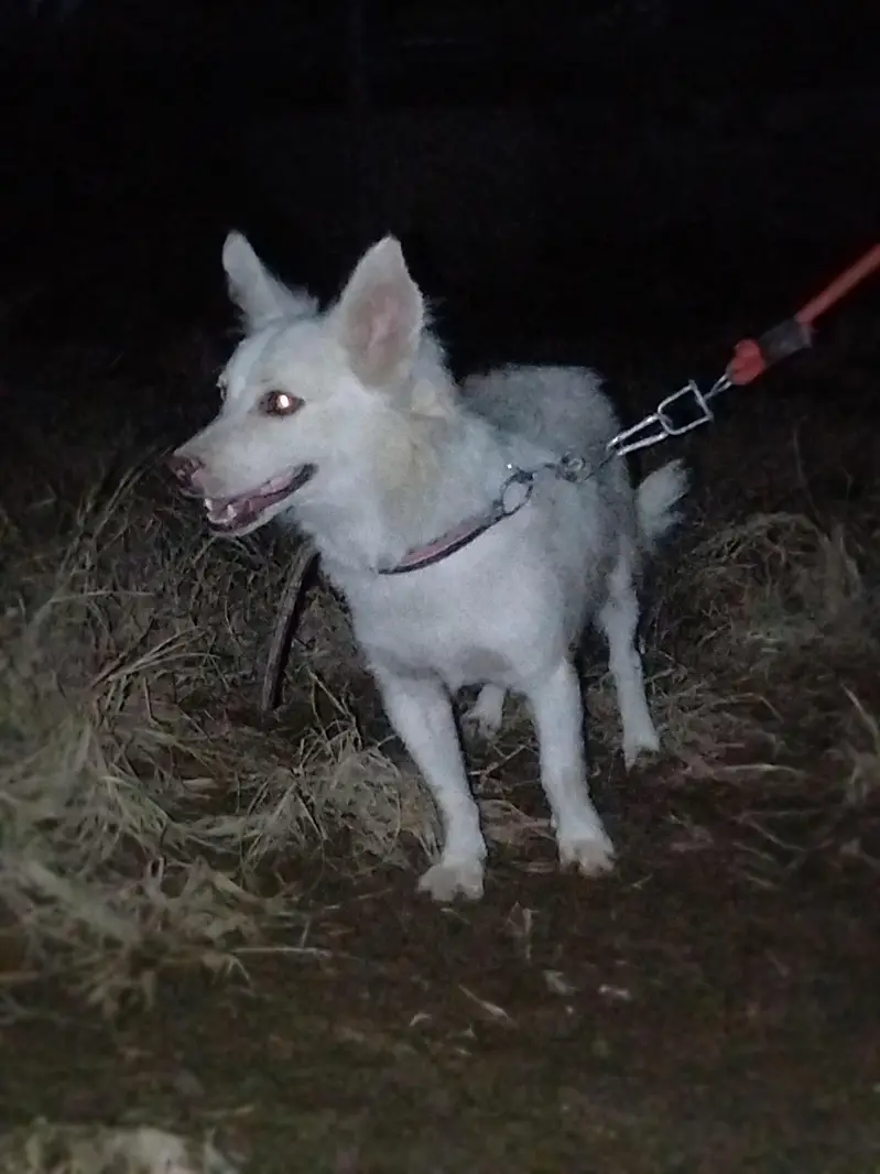 very nice dog — photo 2