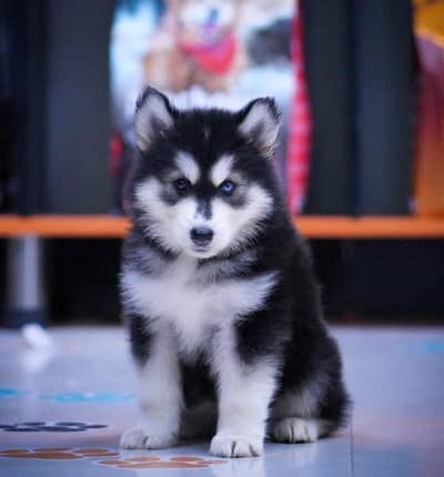 Siberian Husky Puppy | Wolly Coat | Blue Eyes Husky | Dog Puppies