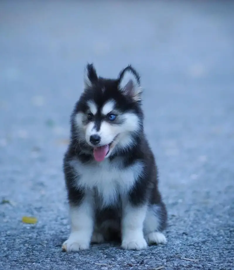 Siberian Husky Puppy | Wolly Coat | Blue Eyes Husky | Dog Puppies — photo 2