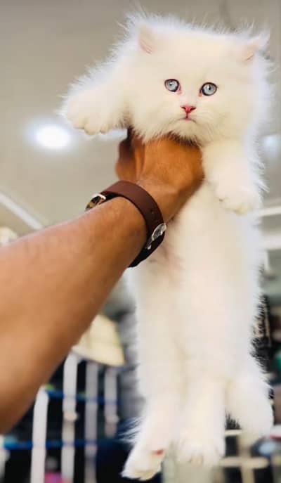 pure Persian cats vaccinated and healthy active