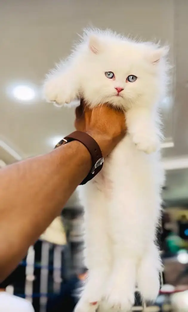 pure Persian cats vaccinated and healthy active — photo 2
