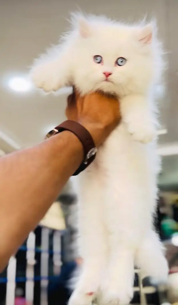 pure Persian cats vaccinated and healthy active — photo 3