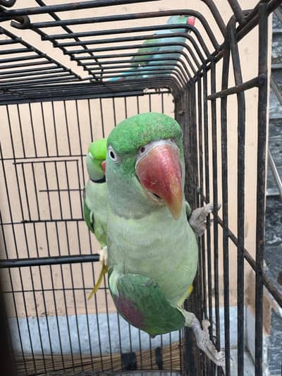 Raw parrot female