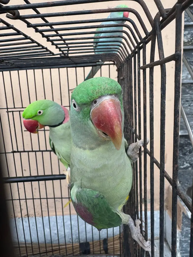 Raw parrot female — photo 2