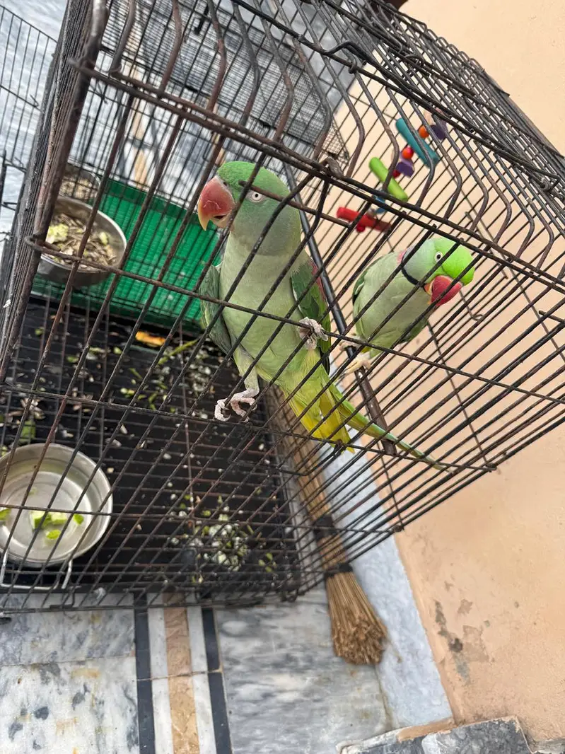 Raw parrot female — photo 3