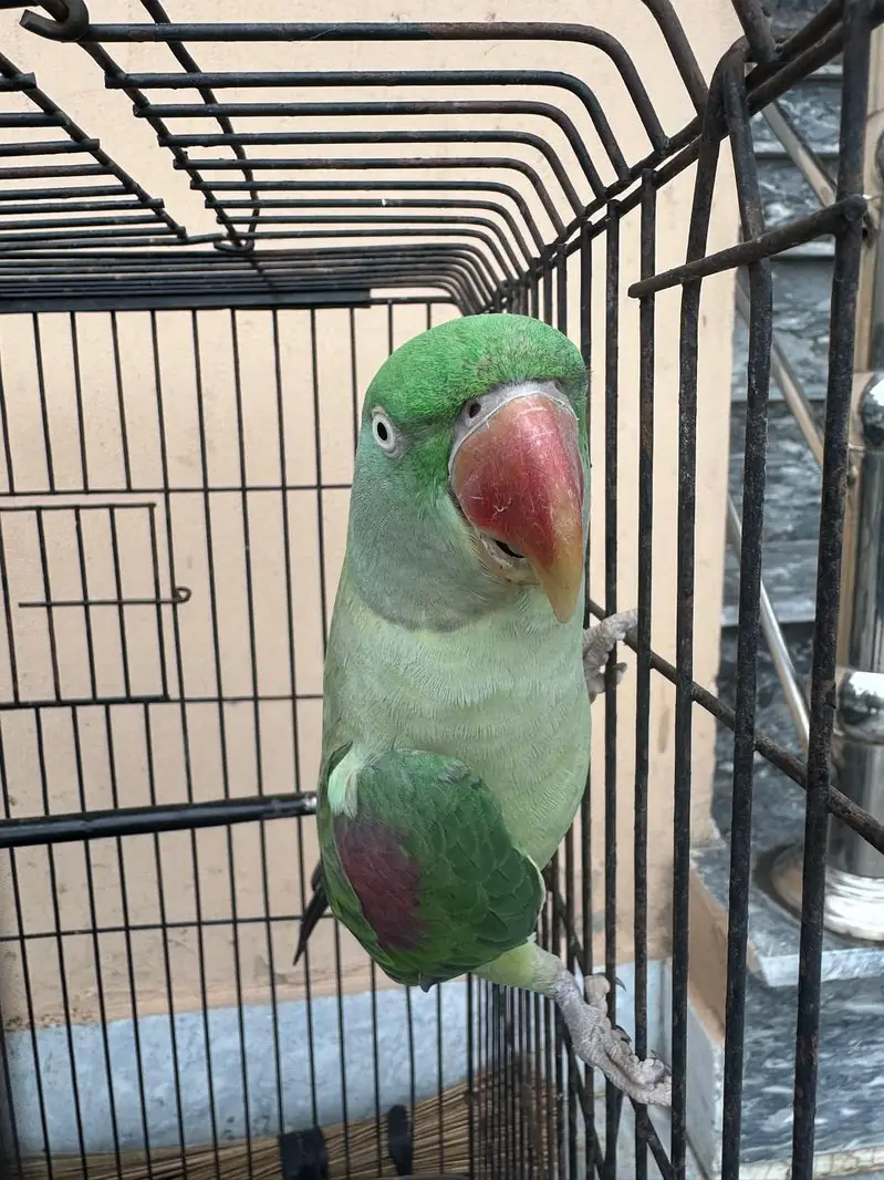 Raw parrot female — photo 4