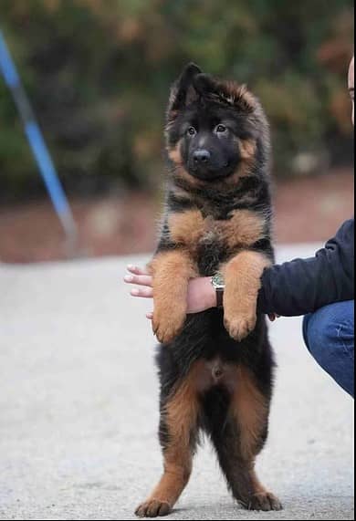German Shepherd Puppy | GSD | Long Coat | Puppies | Dog for sale