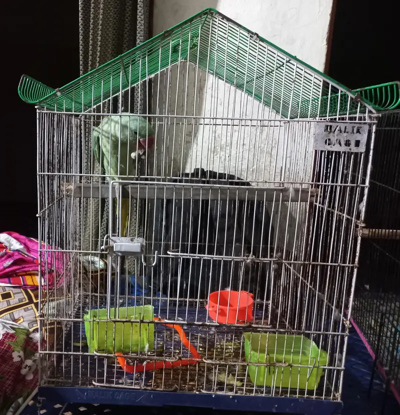 parrot cage for sale
