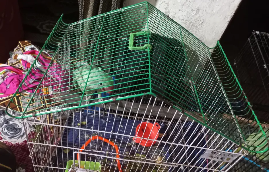 parrot cage for sale — photo 2