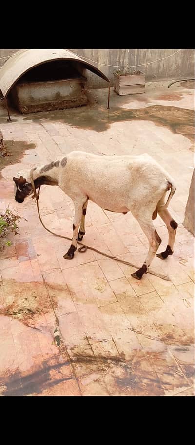 Dumba for sale kharay aur mundray