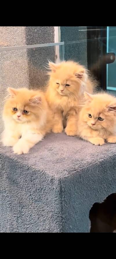 pure Persian cats vaccinated and healthy active