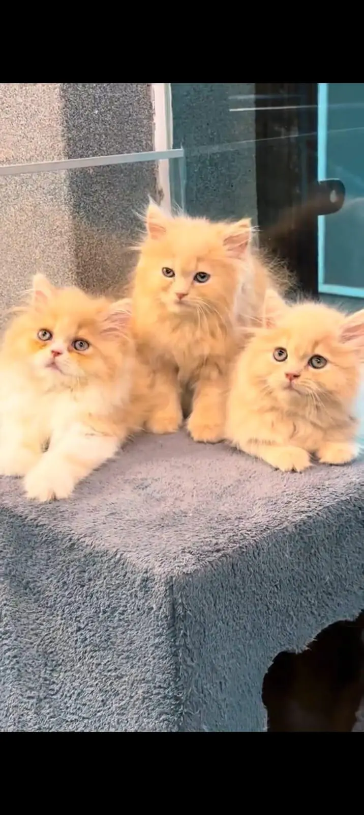 pure Persian cats vaccinated and healthy active — photo 3