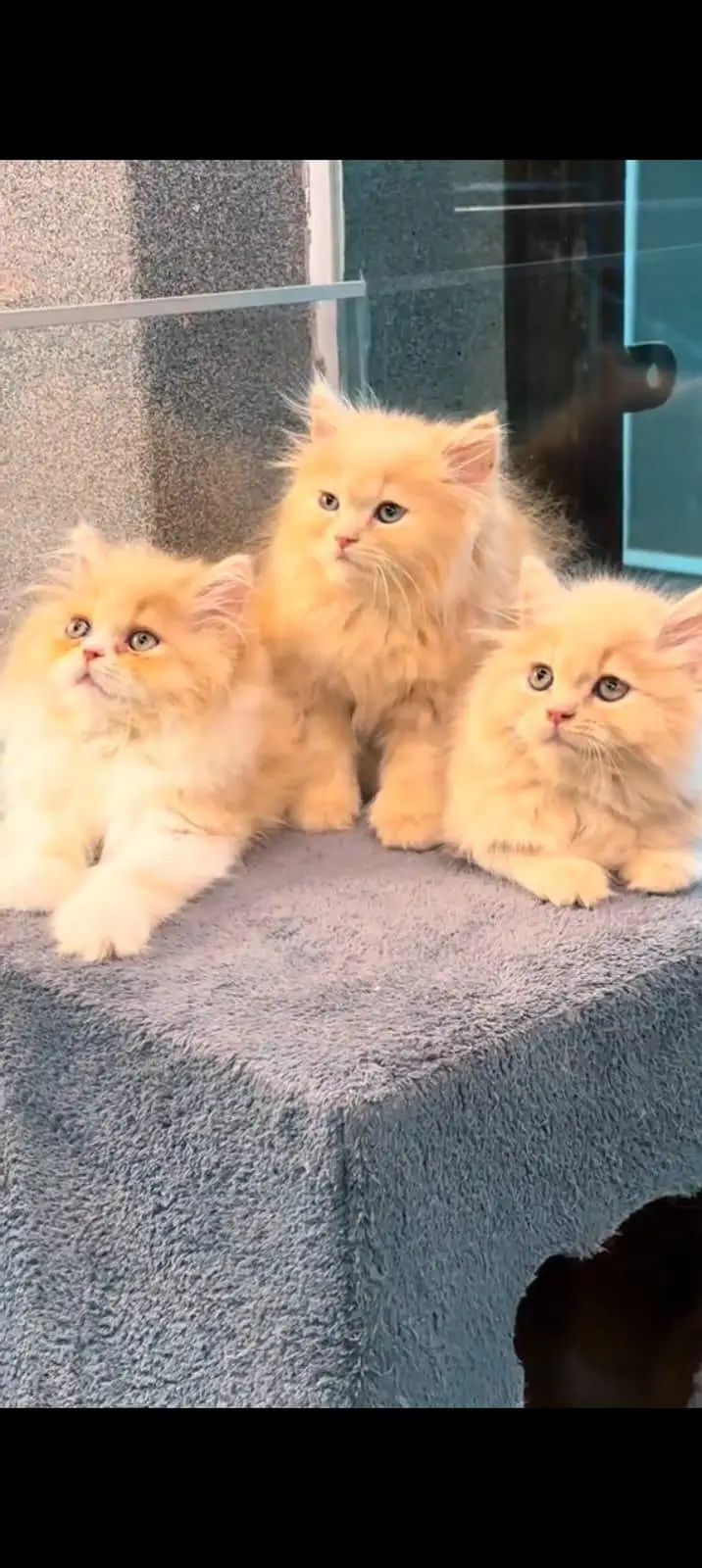 pure Persian cats vaccinated and healthy active — photo 4