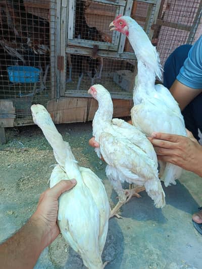 Heera Aseel for sale