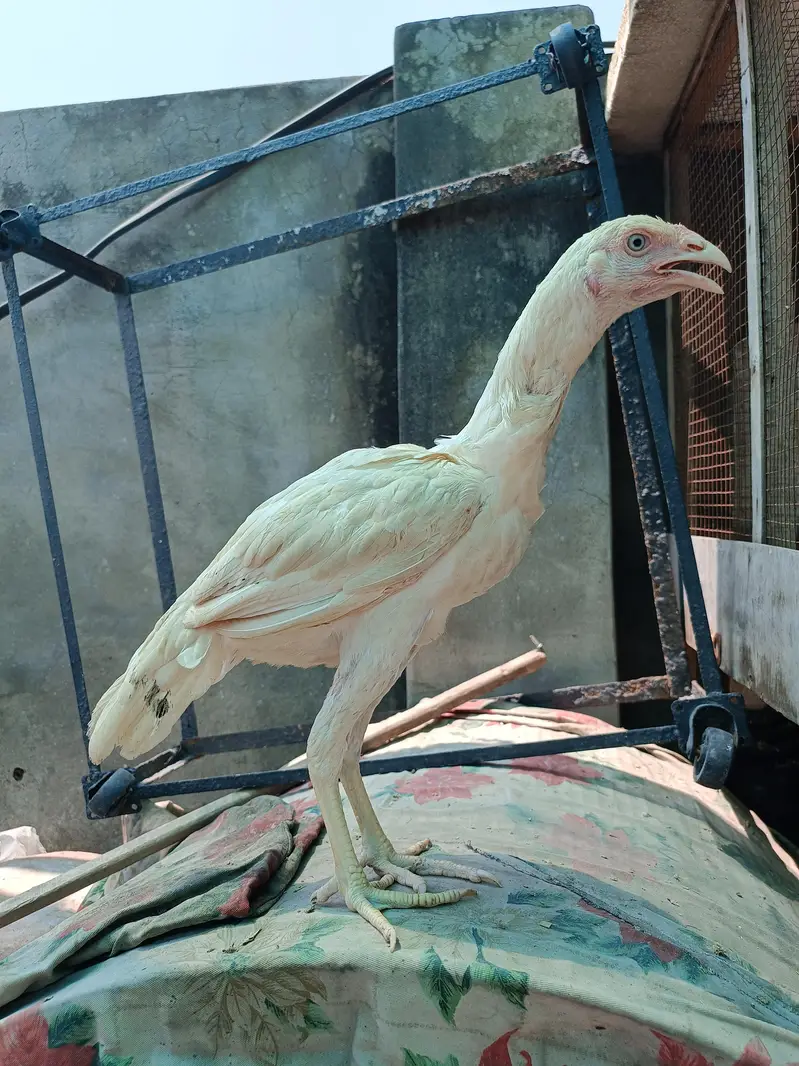 Heera Aseel for sale — photo 2