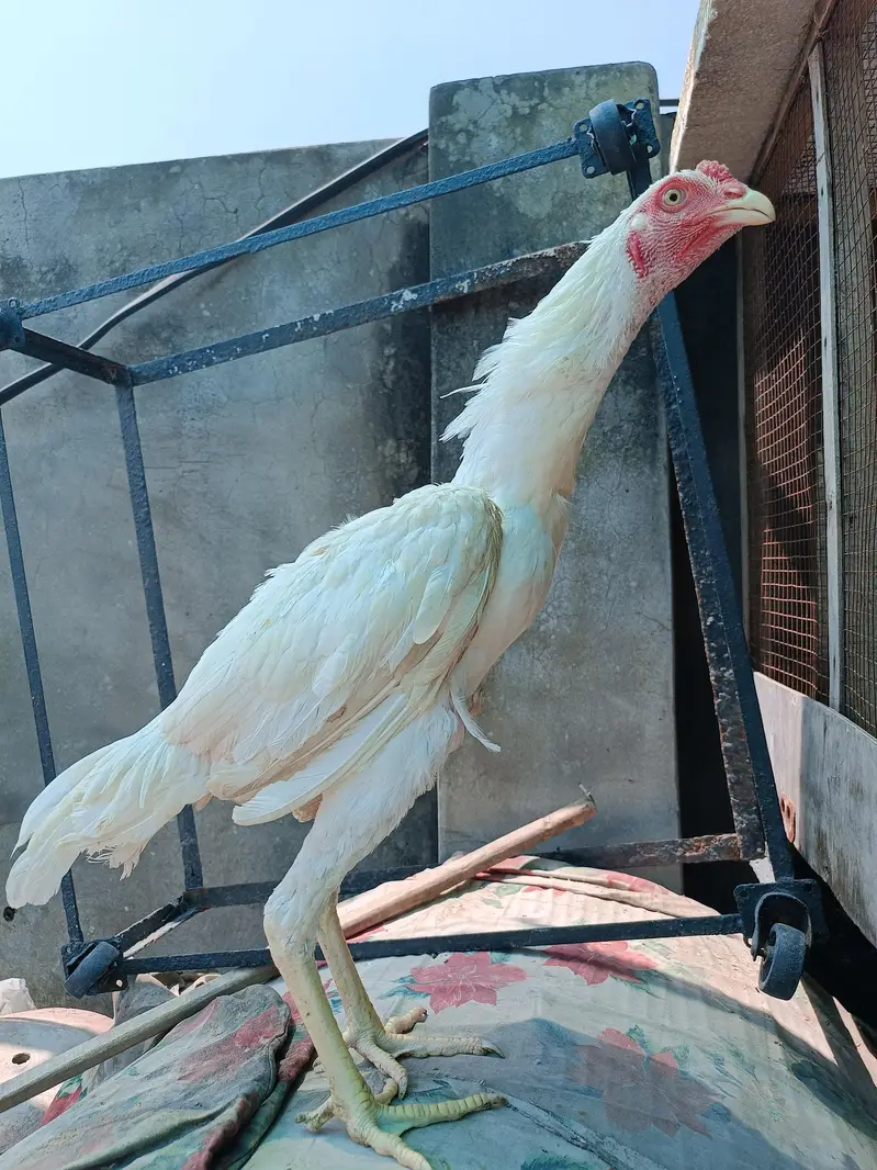 Heera Aseel for sale — photo 5