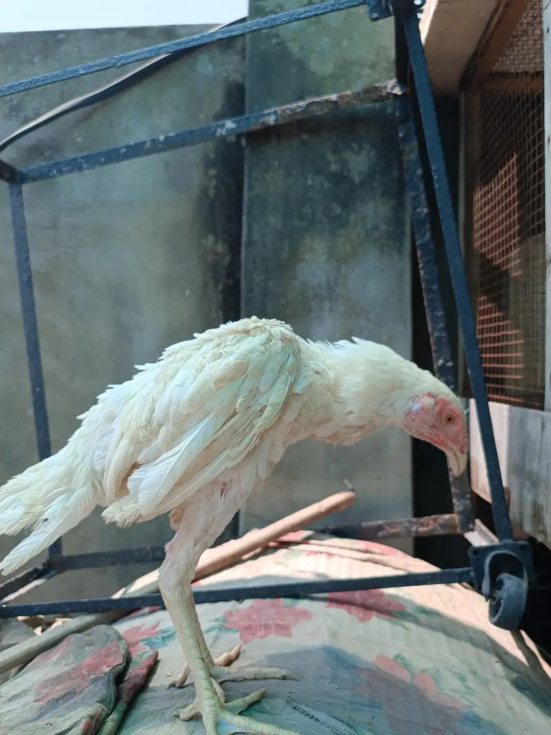 Heera Aseel for sale — photo 7
