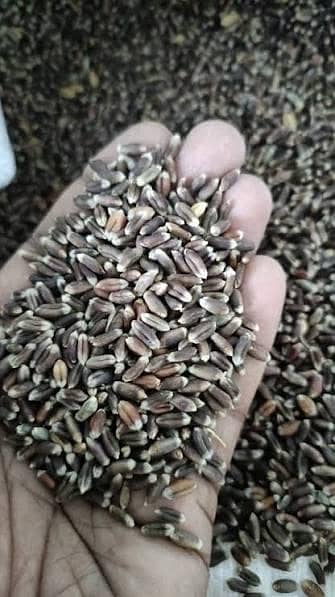 Black wheat 2
