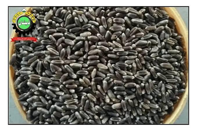 Black wheat 7