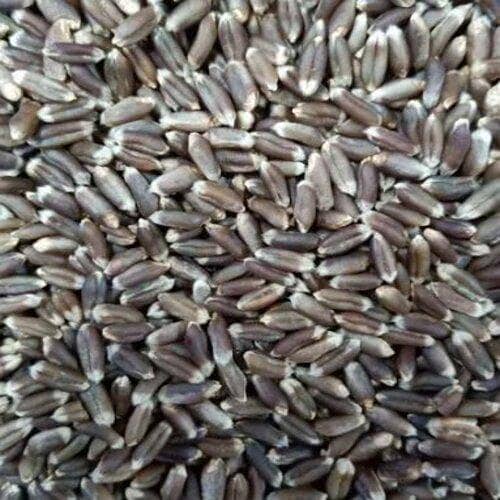 Black wheat 8