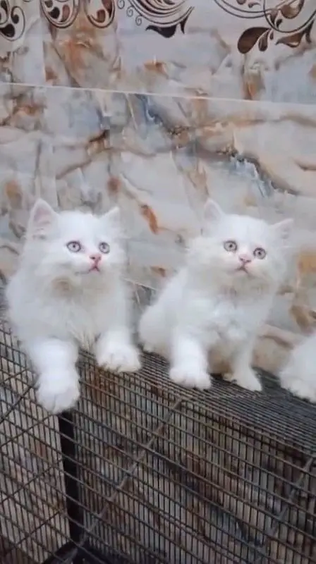 pure Parisian healthy and active kitten for sale — photo 2