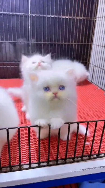 pure Parisian healthy and active kitten for sale — photo 3