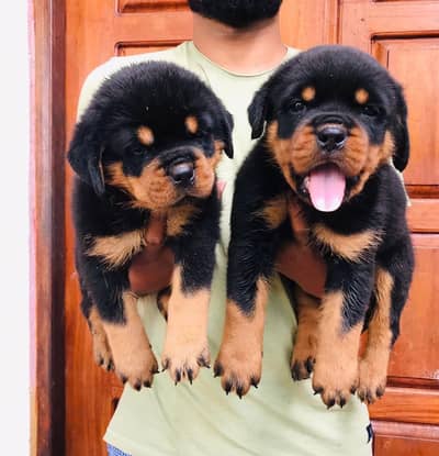 Rottweiler Puppy | Dog Puppies for sale